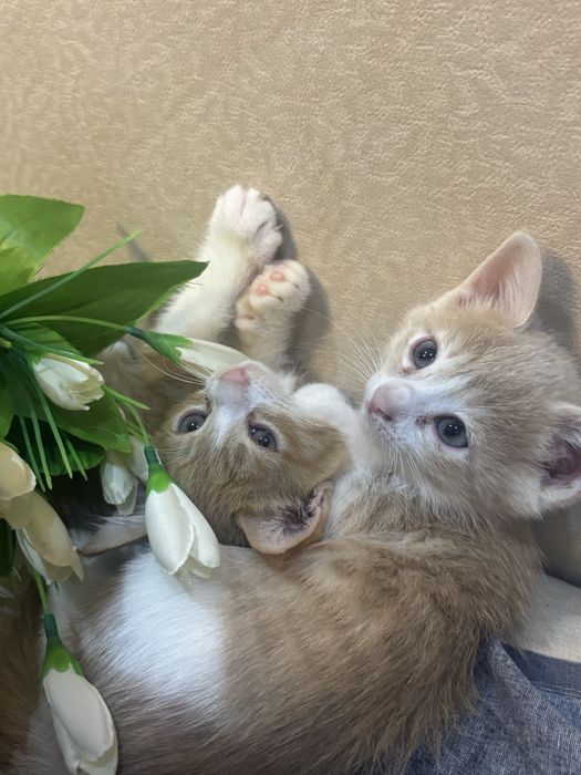 Маленькие, домашние , котята! Мальчики