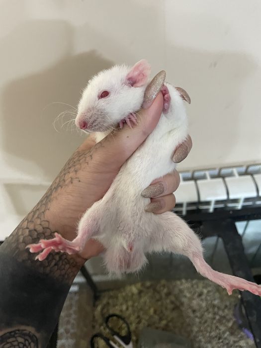 Крыски Дамбо разных возрастов