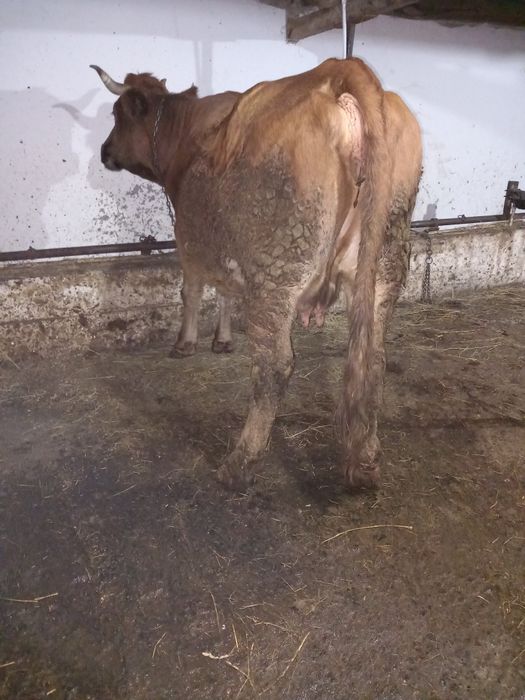 De vânzare vaca gestanta