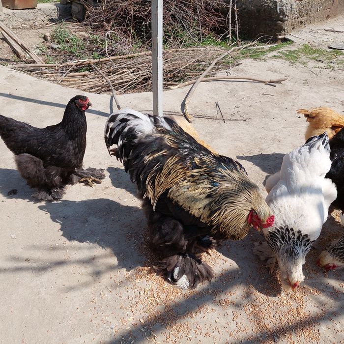 Брама тухумлари, гарантия 100 фоиз