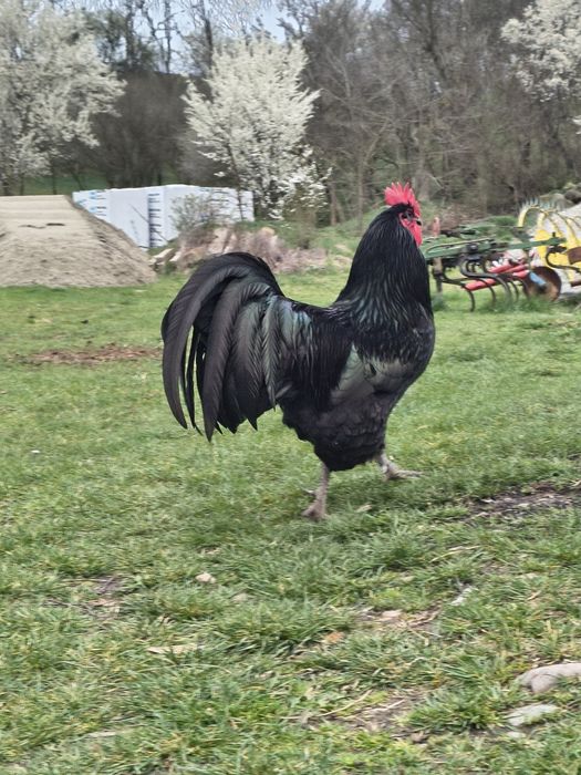 Pui Australorp și ouă pentru incubat
