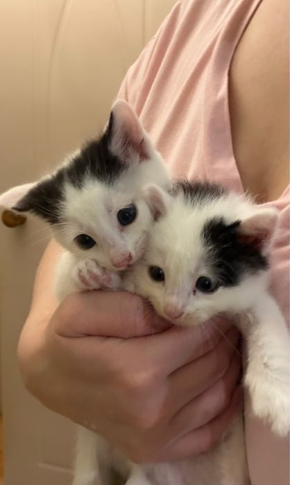 отдам в добрые руки котят