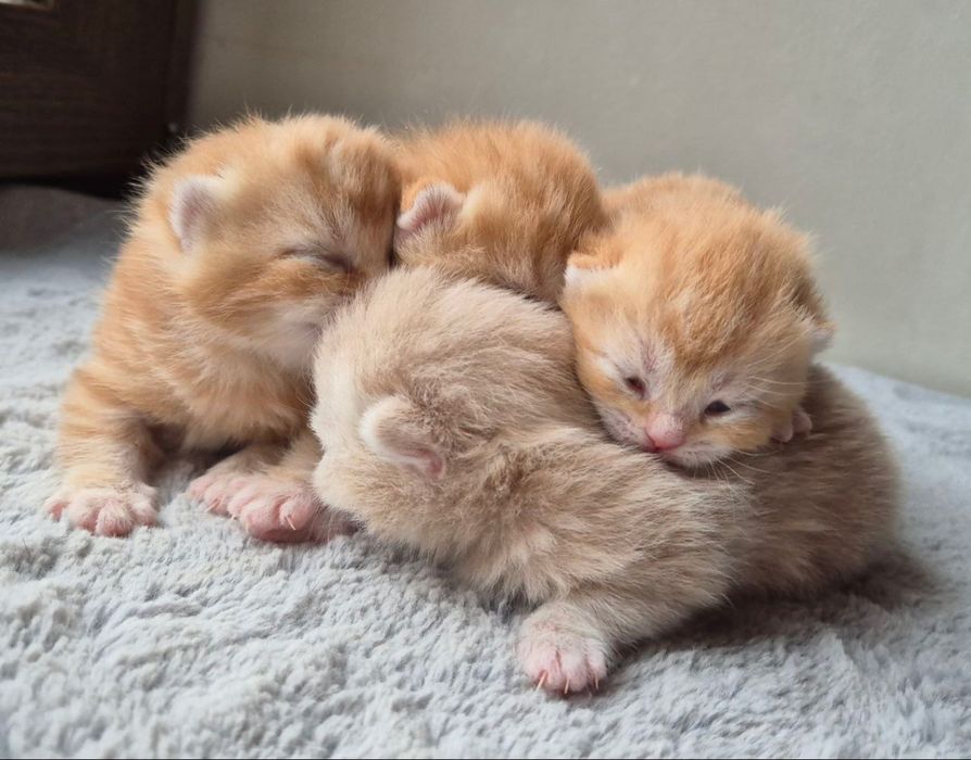 Британские котята