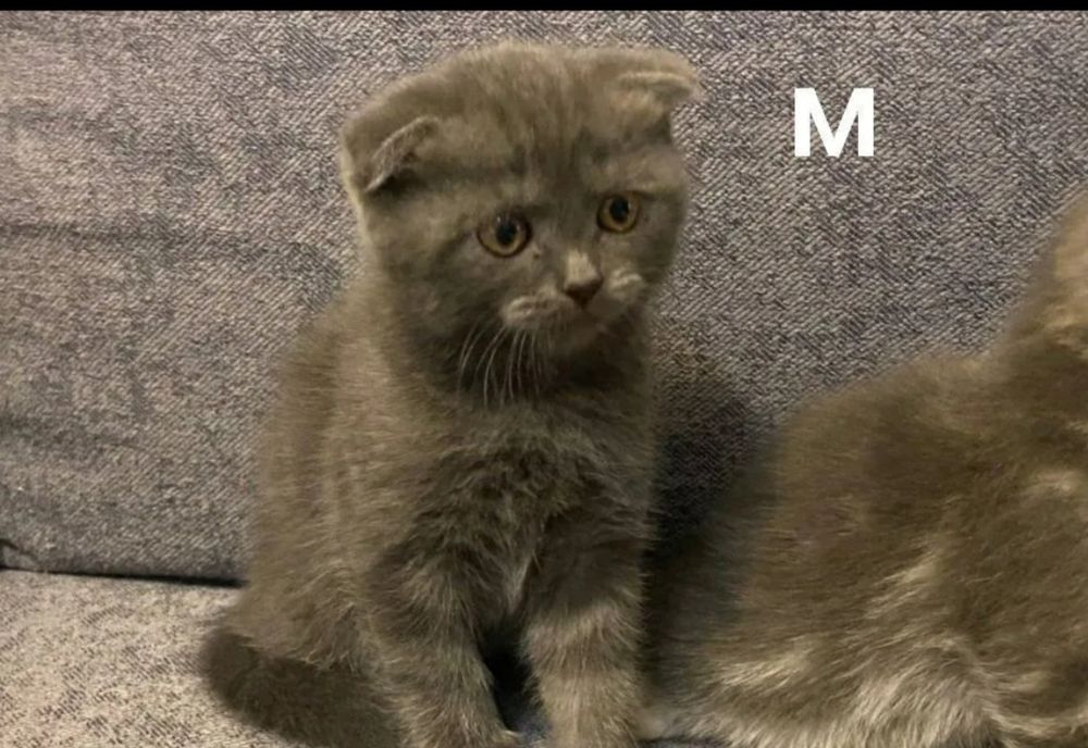 үш құлақты мысық