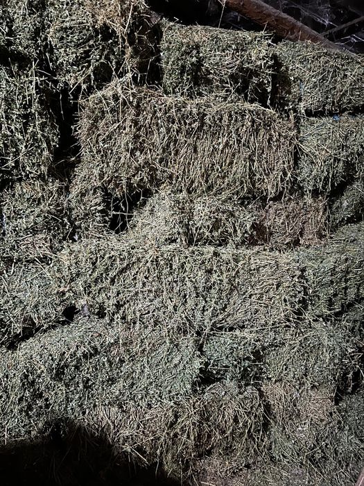 Balorti lucerna coasa 3