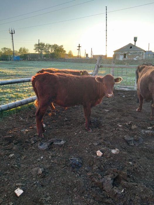 Продаются тёлки.