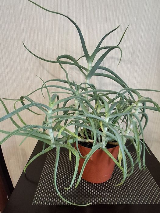 Цветок алоэ 4 года