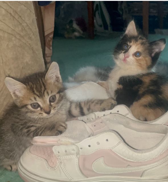 отдам котят бесплатно