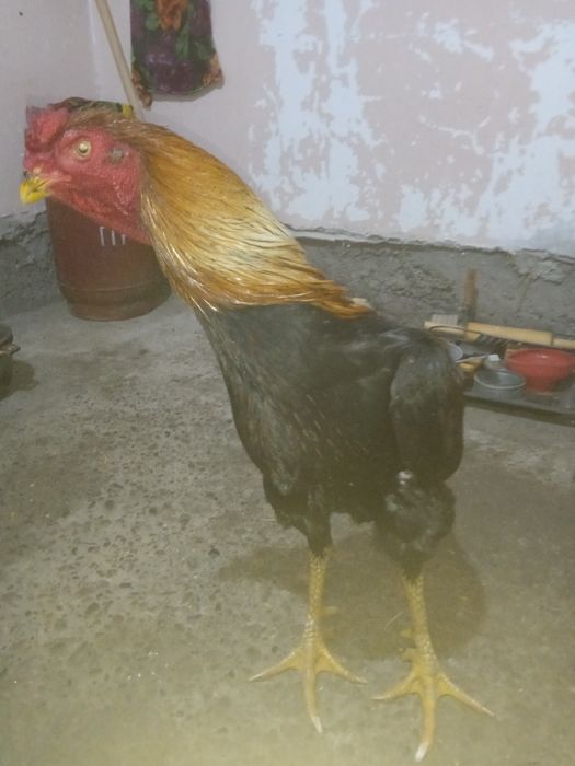 Хуроз сотилади зур