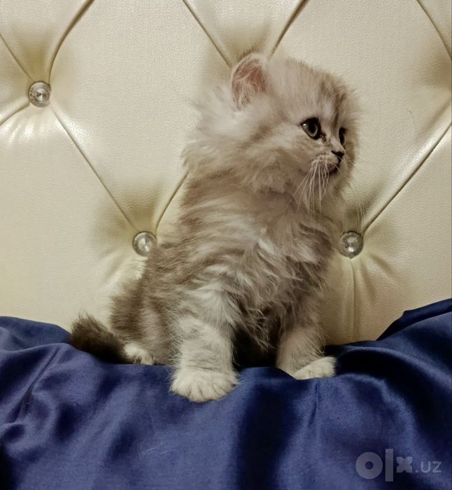 Британская шиншилла серебро! Мальчик!