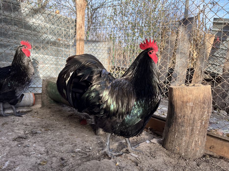 Oua gaini incubat Australorp negru si albastru - Trimit prin curier