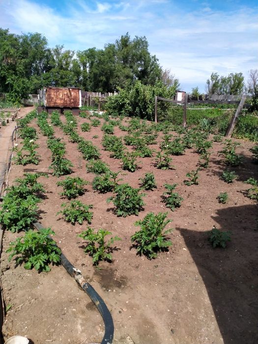 Дача в сортировке