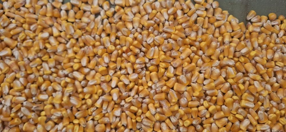 Porumb boabe producție 2025