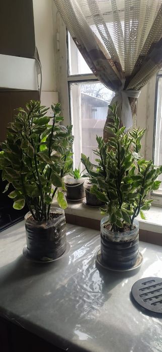 Комнатные цветы в одном горшке