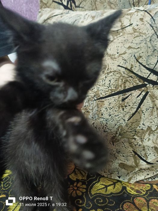 Отдам котят в добрые руки