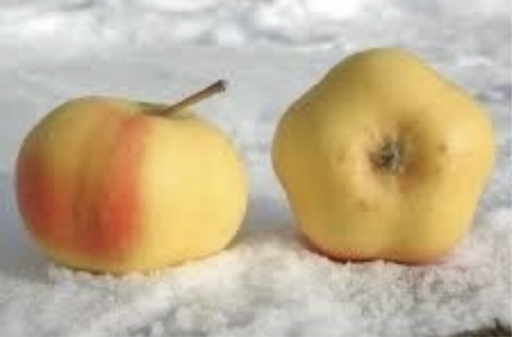 Pomi columnari premium