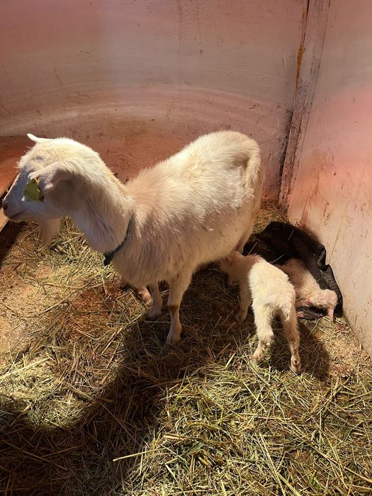 Продам козлят новорожденных и козлов
