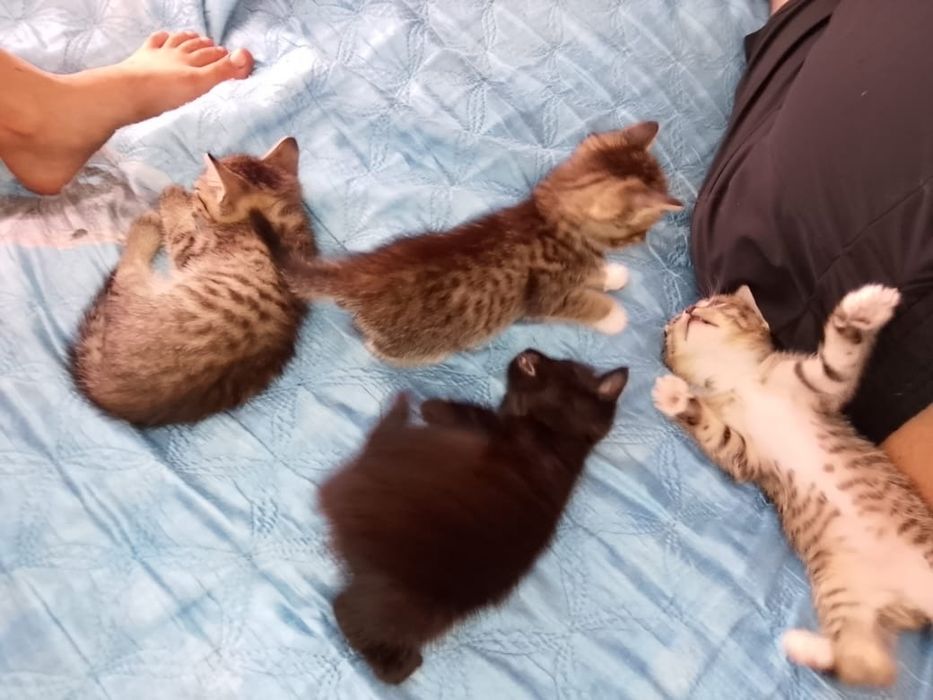 Отдам котят в добрые руки.