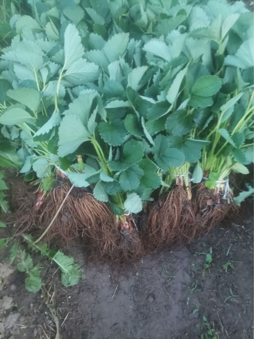 Саженцы Клубники