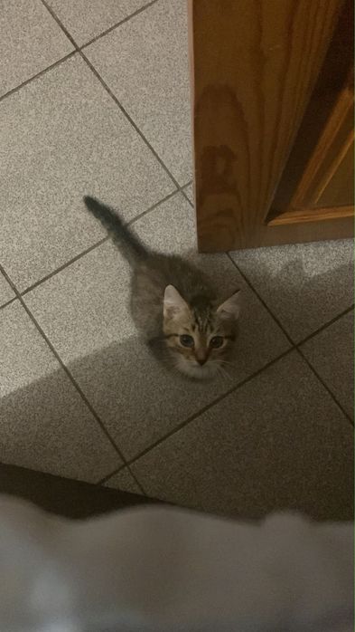 Отдам котенка мальчик
