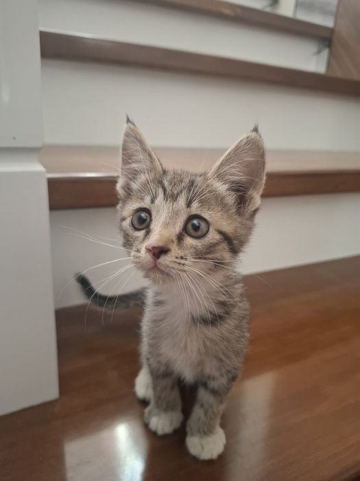 Отдам котят в добрые руки! 

Ищут дом 5 замечательны
