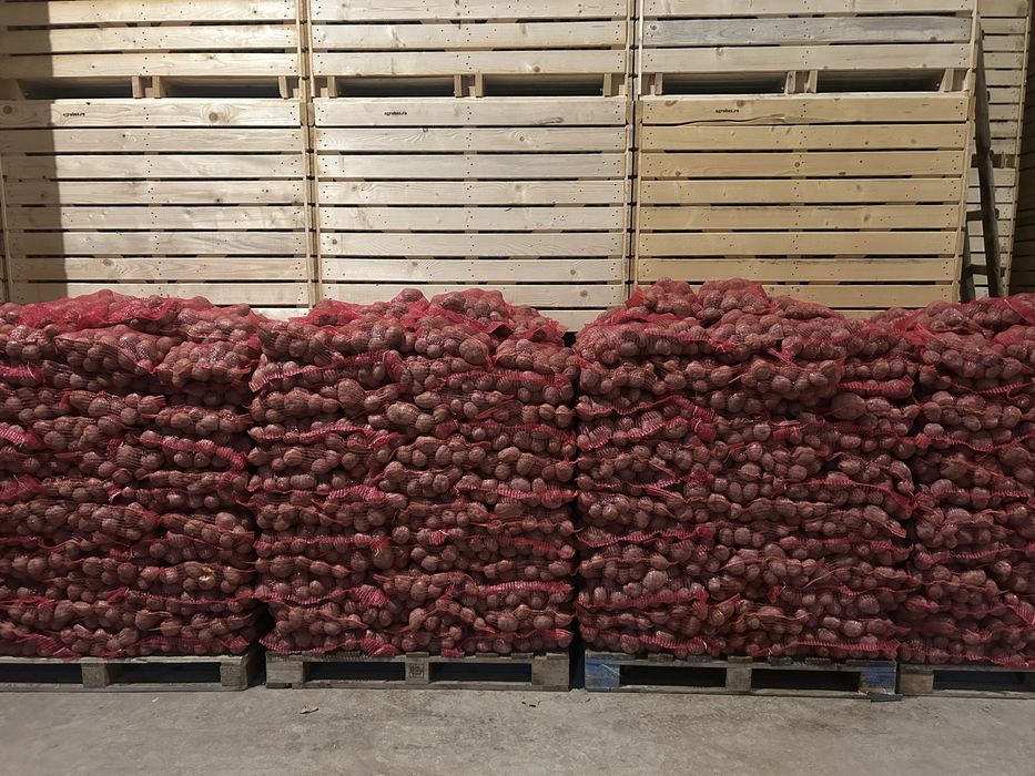 cartofi roșu Bellaroza