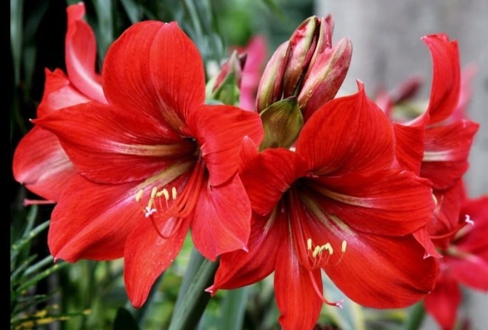 Цветы на подарок в горшках