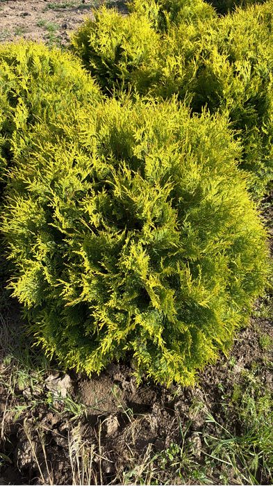 Туя Смарагд (Thuja Smaragd)