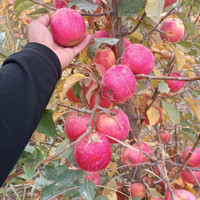 Barcha kuchatlar mavjud kelishilgan narxlarda