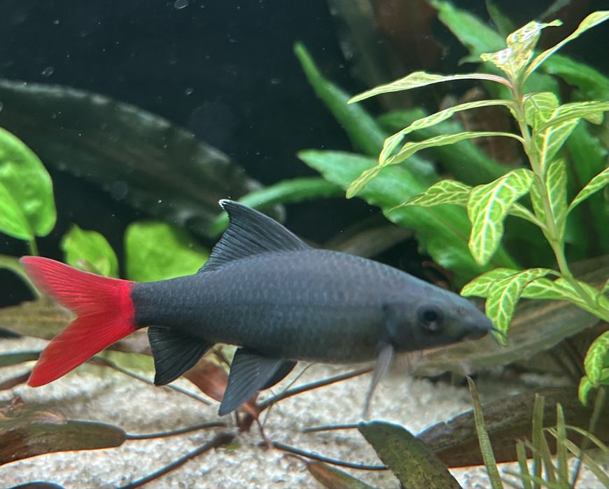 Пквариумные рыбки