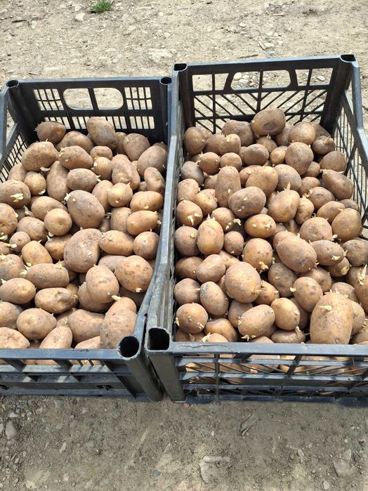 Cartofi de sămăntă