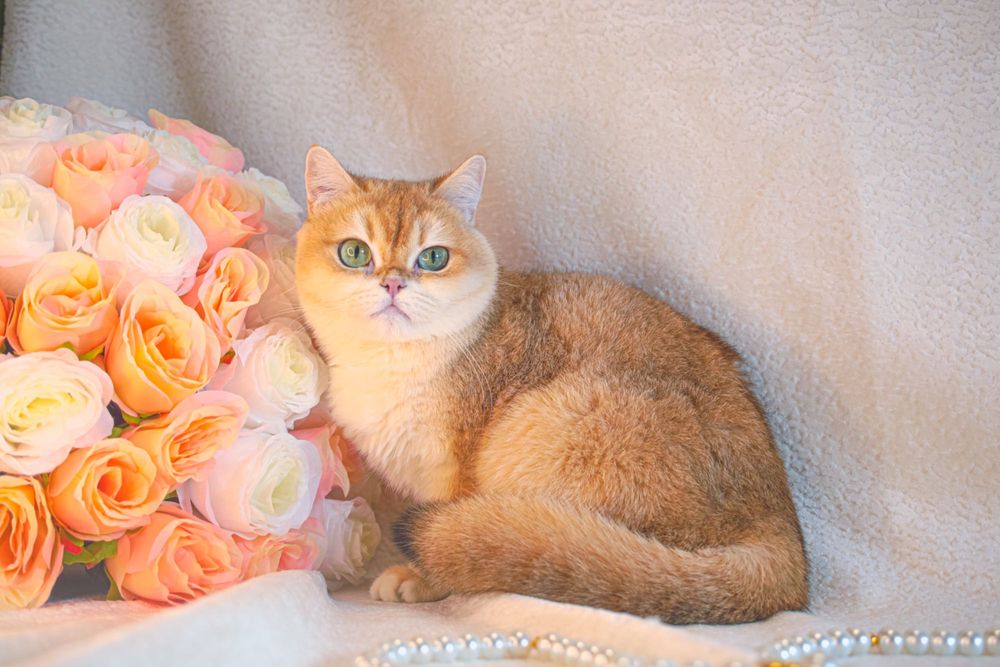 Британская золотая шиншилла. Sterilizatsiyalangan.