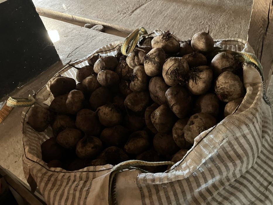 Sfecla Rosie si Ridichi Negre