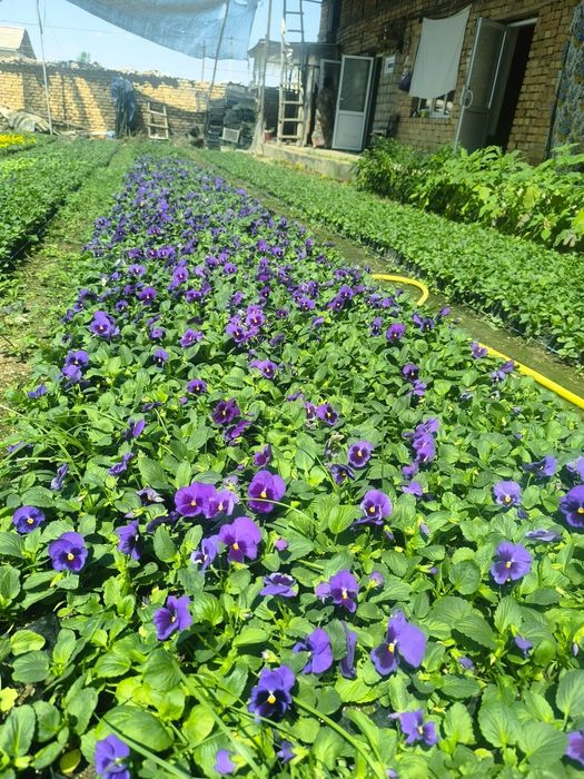 Виола сад  Viola gullar