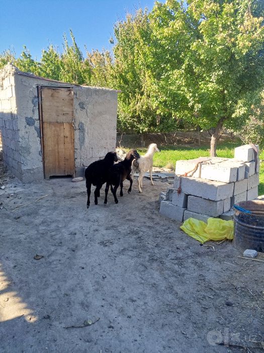 Qochqor baralar sotiladi o