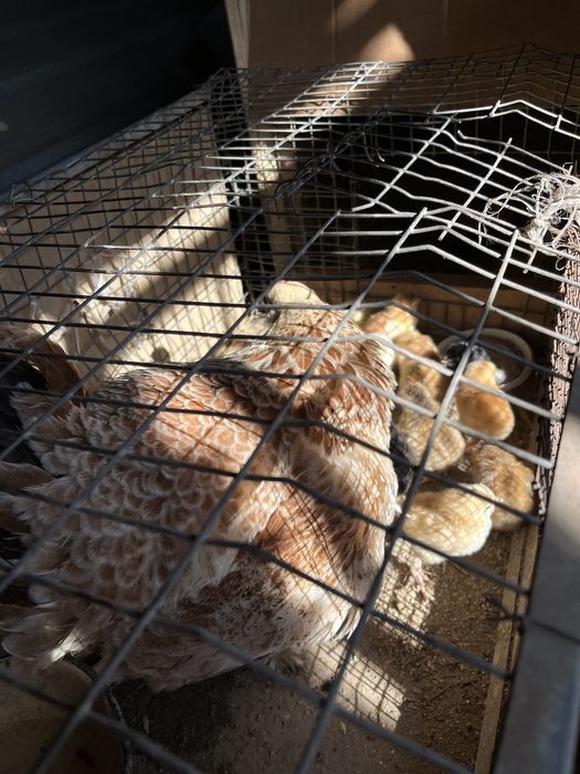 Продам курицу  с цыплятами