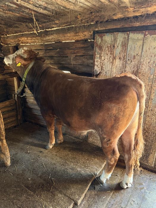 Продам бычков с откорма