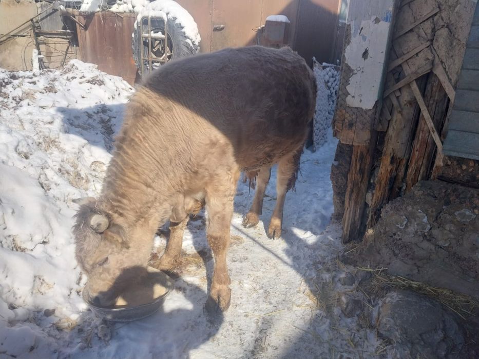 Продам быка 2,5 года