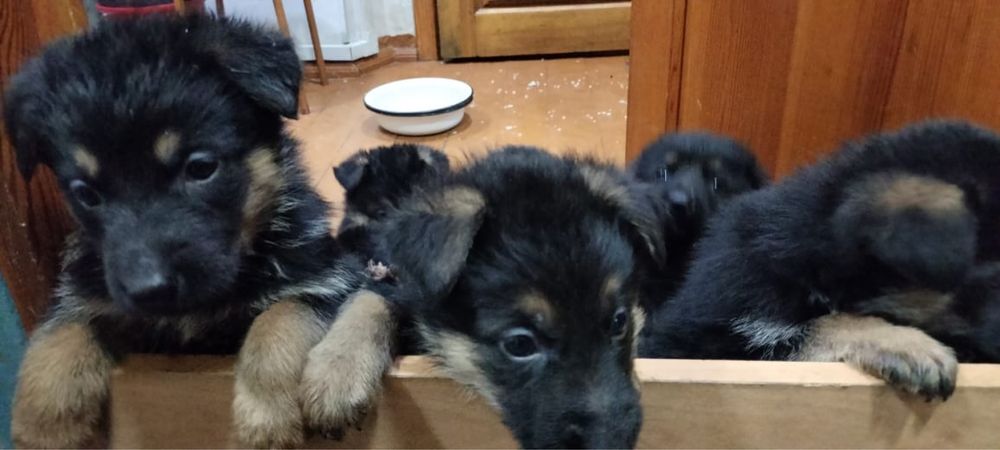 Щенята немецкой овчарки