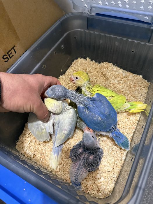 Papagali blanzi pui micul alexandru alexander