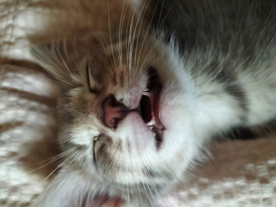 Котенок, мальчик
