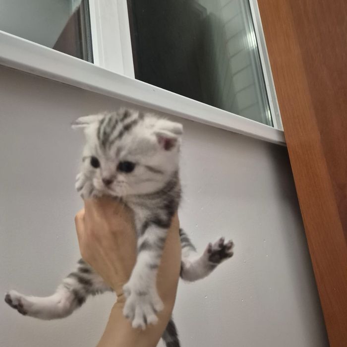 Котята шотландские