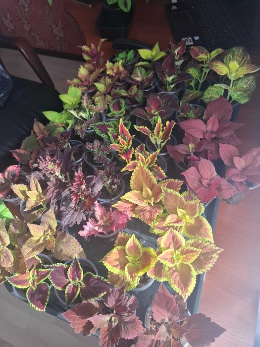 Колеусы вегетативные, семенные