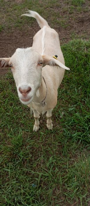 Козочка 1 год продажа