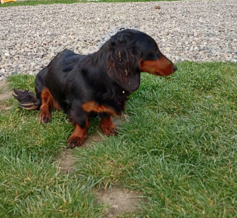 Vând femelă Teckel