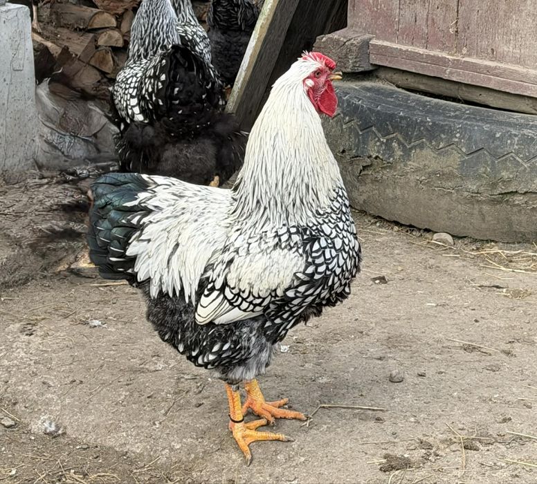 Oua Wyandotte Argintiu