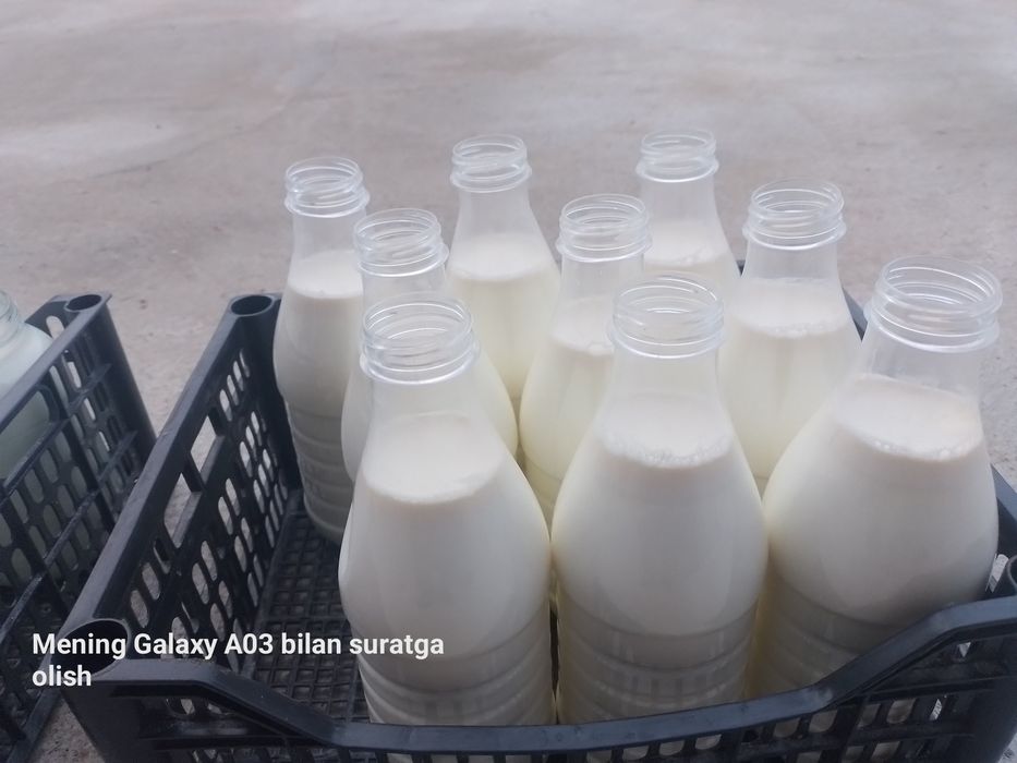 Дамашний кифер 100 фоиз ҳалол