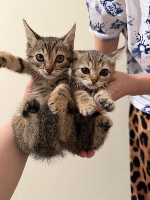 отдам котят в добрые руки
