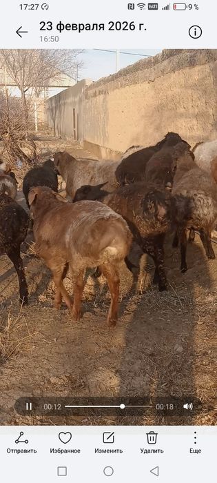 Қозы қошқарларлар сатылады