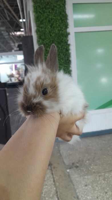 Кролики карликовые